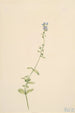 Veronique à feuilles de serpolet Veronica serpyllifolia - Mary Vaux Walcott — Ansicht des Kunstwerks