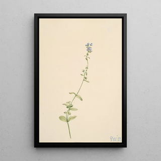 Mary Vaux Walcott - Veronica serpyllifolia.webp