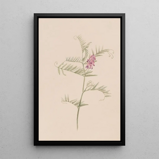 Mary Vaux Walcott - Vicia americana.webp