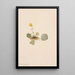 Violette orbiculaire Viola orbiculata - Mary Vaux Walcott — gerahmtes Bild an der Wand