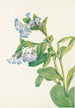 Mertensia virginica - Mary Vaux Walcott — Ansicht des Kunstwerks