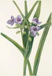 Virginianische Tradescantia-Gemälde - Mary Vaux Walcott — Ansicht des Kunstwerks