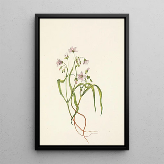 Mary Vaux Walcott - Virginia Springbeauty Claytonia virginica.webp