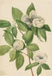 Virginie Stewartia Gemälde - Mary Vaux Walcott — Ansicht des Kunstwerks