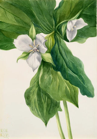 Mary Vaux Walcott - WakeRobin Trillium simile.webp