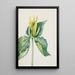 Trille d'Underwood - Mary Vaux Walcott — gerahmtes Bild an der Wand