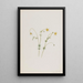 Wasserlilie - Mary Vaux Walcott — gerahmtes Bild an der Wand