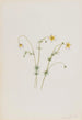 Wasserlilie - Mary Vaux Walcott — Ansicht des Kunstwerks