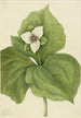 Trille cireux - Mary Vaux Walcott — Ansicht des Kunstwerks