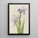 Iris missouriensis - Mary Vaux Walcott — gerahmtes Bild an der Wand
