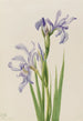 Iris missouriensis - Mary Vaux Walcott — Ansicht des Kunstwerks