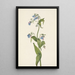 Mertensia paniculata - Mary Vaux Walcott — gerahmtes Bild an der Wand