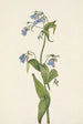 Mertensia paniculata - Mary Vaux Walcott — Ansicht des Kunstwerks