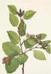 Aulne sinuata - Mary Vaux Walcott — Ansicht des Kunstwerks