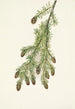 Tsuga heterophyll - Mary Vaux Walcott — Ansicht des Kunstwerks