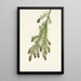 Tsuga heterophyll - Mary Vaux Walcott — gerahmtes Bild an der Wand