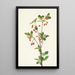 Menziesia glabella - Mary Vaux Walcott — gerahmtes Bild an der Wand