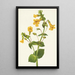 Mimulus guttatus - Mary Vaux Walcott — gerahmtes Bild an der Wand