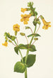 Mimulus guttatus - Mary Vaux Walcott — Ansicht des Kunstwerks