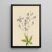 Aconit columbien - Mary Vaux Walcott — gerahmtes Bild an der Wand