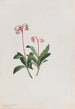 Chimaphila umbellata - Mary Vaux Walcott — Ansicht des Kunstwerks