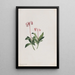 Chimaphila umbellata - Mary Vaux Walcott — gerahmtes Bild an der Wand