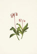 Chimaphila occidentalis - Mary Vaux Walcott — Ansicht des Kunstwerks