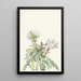 Rose de l'aube blanche - Mary Vaux Walcott — gerahmtes Bild an der Wand