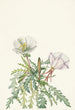 Rose de l'aube blanche - Mary Vaux Walcott — Ansicht des Kunstwerks