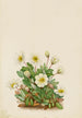 Dryade blanche - Mary Vaux Walcott — Ansicht des Kunstwerks