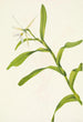 Épidendrum nocturne - Mary Vaux Walcott — Ansicht des Kunstwerks