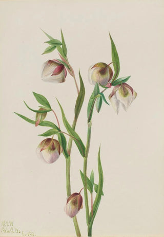 Mary Vaux Walcott - White Fairy Lantern Calochortus albus.webp