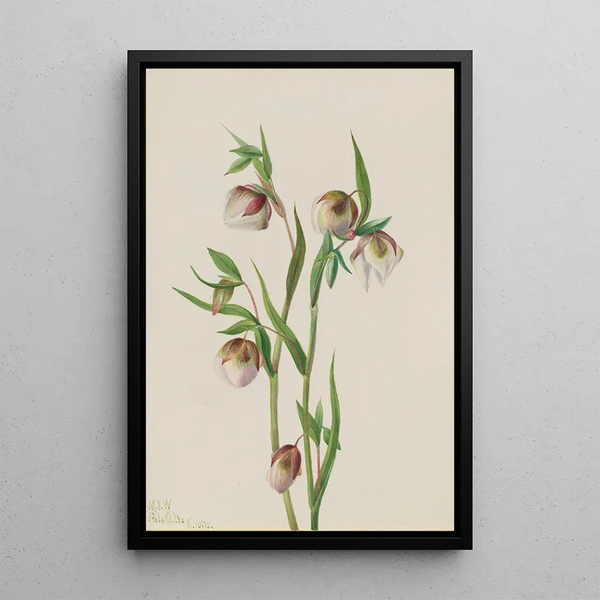 Mary Vaux Walcott - White Fairy Lantern Calochortus albus.webp