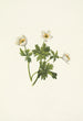 Renoncule des Alpes blanche Trollius albiflorus - Mary Vaux Walcott — Ansicht des Kunstwerks