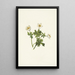 Renoncule des Alpes blanche Trollius albiflorus - Mary Vaux Walcott — gerahmtes Bild an der Wand