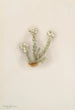 Bruyère blanche Phyllodoce grandiflora - Mary Vaux Walcott — Ansicht des Kunstwerks
