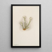 Bruyère blanche Phyllodoce grandiflora - Mary Vaux Walcott — gerahmtes Bild an der Wand