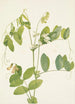 Pois blanc Lathyrus ochroleucus - Mary Vaux Walcott — Ansicht des Kunstwerks