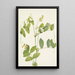 Pois blanc Lathyrus ochroleucus - Mary Vaux Walcott — gerahmtes Bild an der Wand
