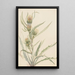 Chardon blanc - Mary Vaux Walcott — gerahmtes Bild an der Wand