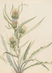 Chardon blanc - Mary Vaux Walcott — Ansicht des Kunstwerks