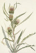 Chardon blanc Cirsium hookerianum - Mary Vaux Walcott — Ansicht des Kunstwerks