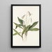 Erythrone blanche Erythronium albidum - Mary Vaux Walcott — gerahmtes Bild an der Wand