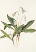Erythrone blanche Erythronium albidum - Mary Vaux Walcott — Ansicht des Kunstwerks