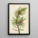 Pin à écorce blanche Pinus albicaulis - Mary Vaux Walcott — gerahmtes Bild an der Wand