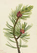 Pin à écorce blanche Pinus albicaulis - Mary Vaux Walcott — Ansicht des Kunstwerks