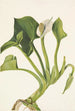 Calla sauvage Calla palustris - Mary Vaux Walcott — Ansicht des Kunstwerks