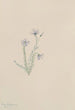 Lin sauvage Linum lewisii - Mary Vaux Walcott — Ansicht des Kunstwerks