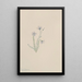 Lin sauvage Linum lewisii - Mary Vaux Walcott — gerahmtes Bild an der Wand