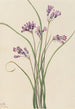 Jacinthe sauvage Brodiaea pulchella - Mary Vaux Walcott — Ansicht des Kunstwerks